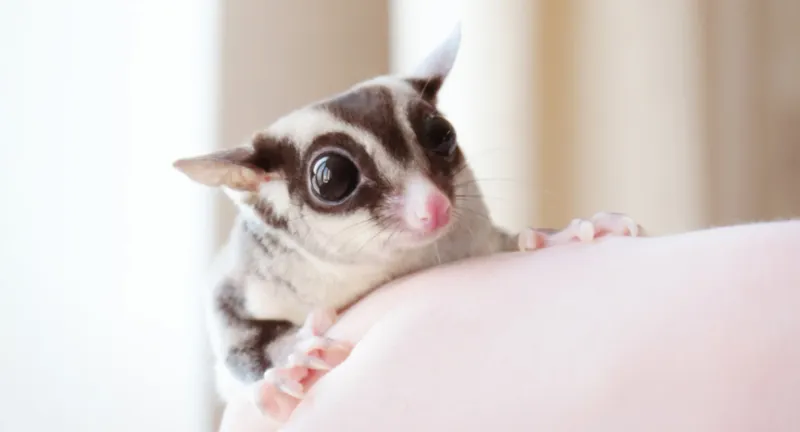 Sugar Glider