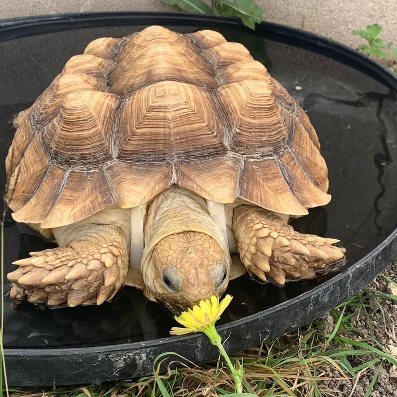 Sulcata Tortoise