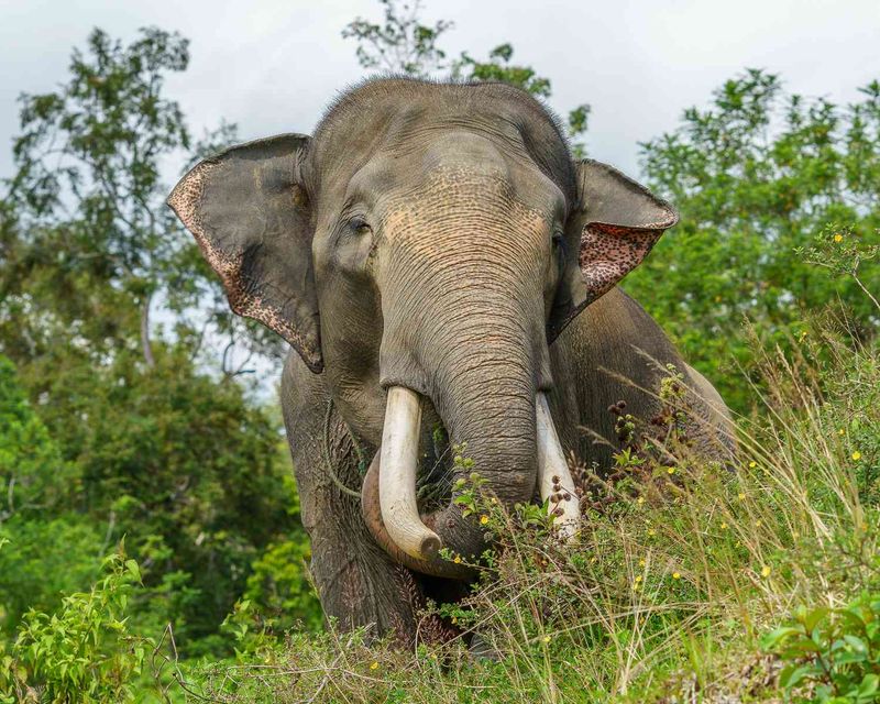 Sumatran Elephant