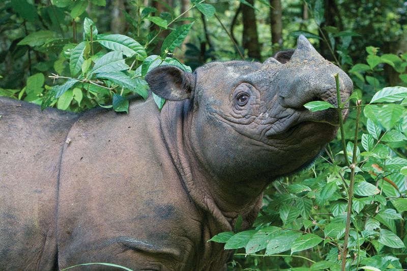 Sumatran Rhino