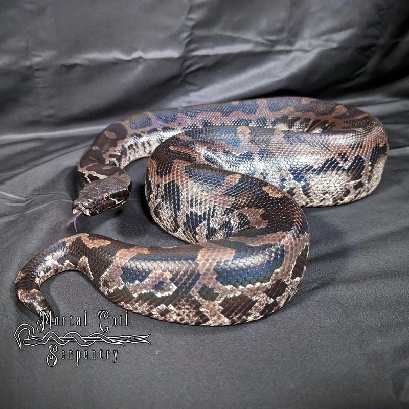 Sumatran Short-tailed Python