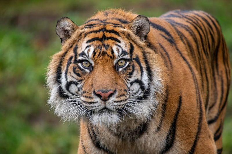 Sumatran Tiger