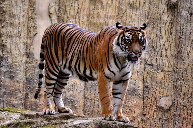 Sumatran Tiger