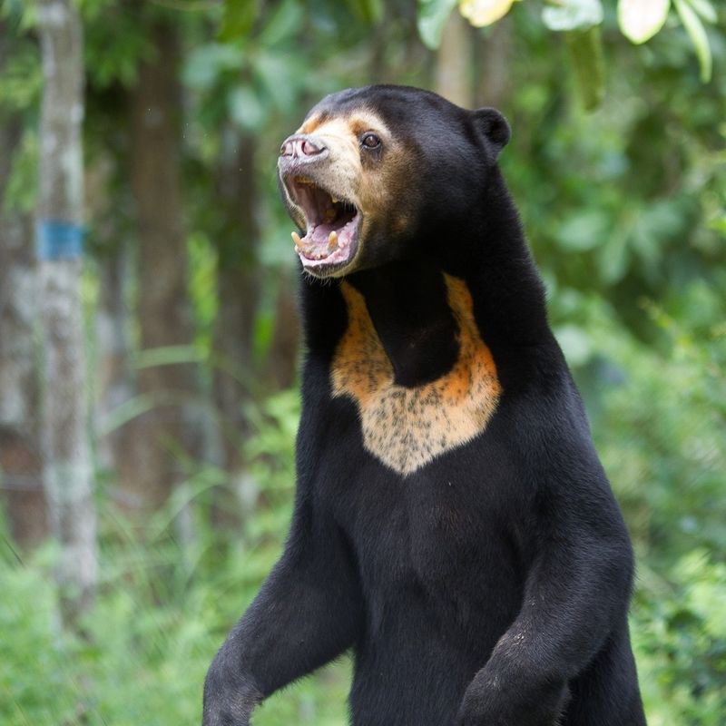 Sun Bear