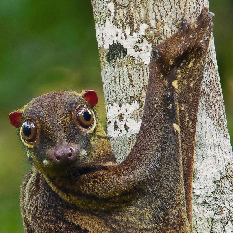 Sunda Colugo