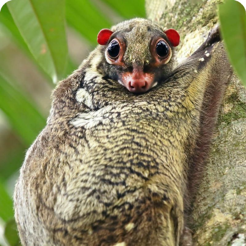 Sunda Colugo