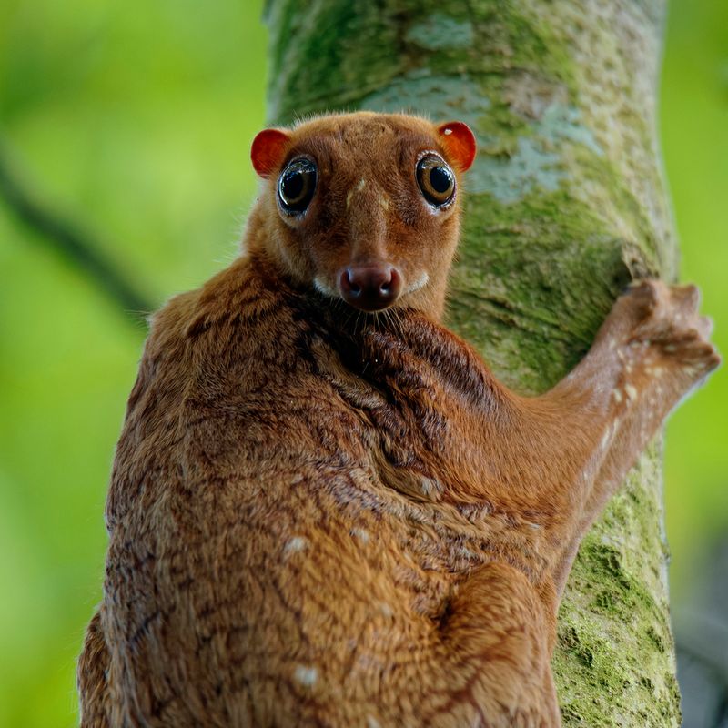 Sunda Colugo - Malaysia