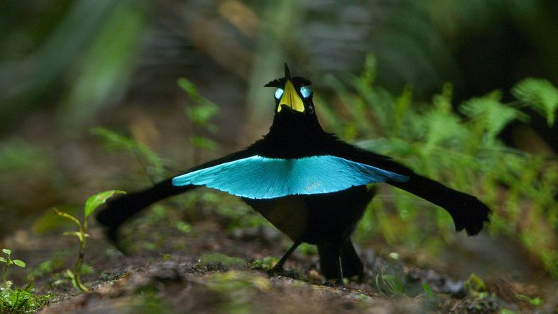 Superb Bird-of-Paradise's Dance