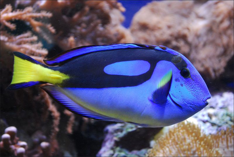 Surgeonfish