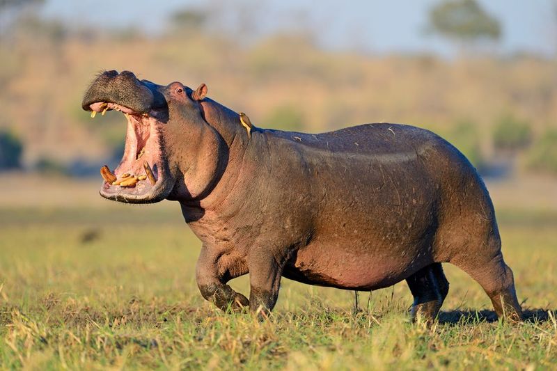 Surviving Hippopotamus Encounters