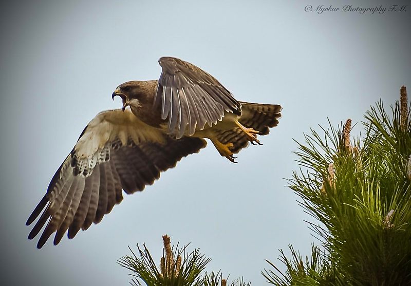 Swainson's Hawk