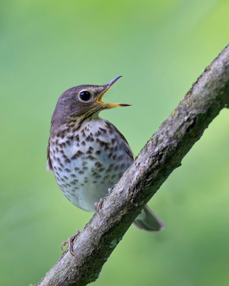 Swainson's Thrush