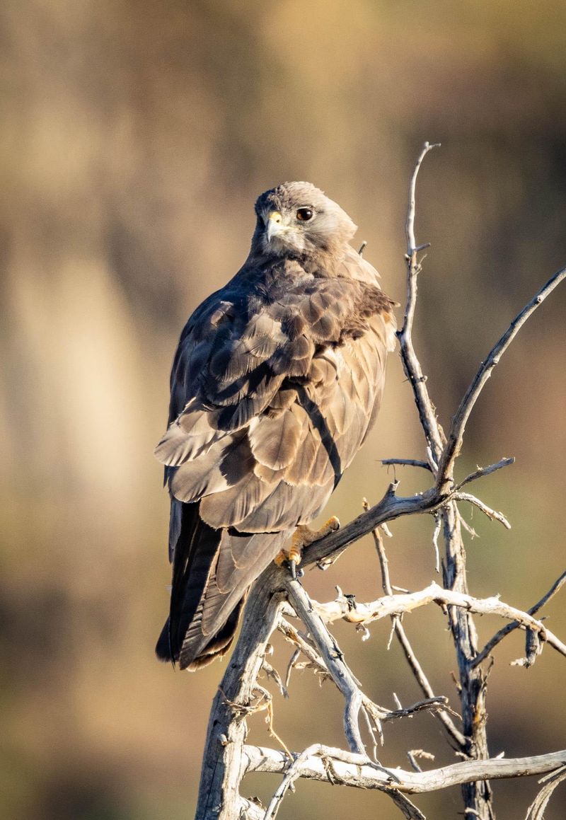 Swainson's Hawk