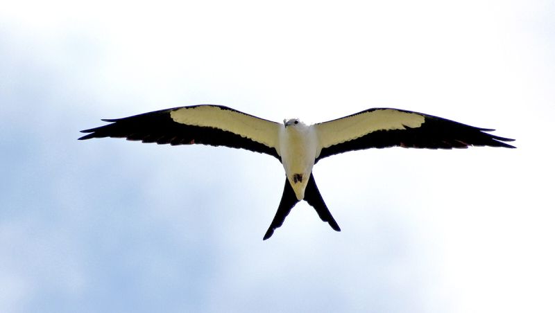 Swallow-tailed Kite