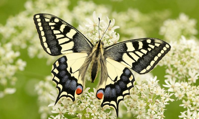 Swallowtail Butterfly