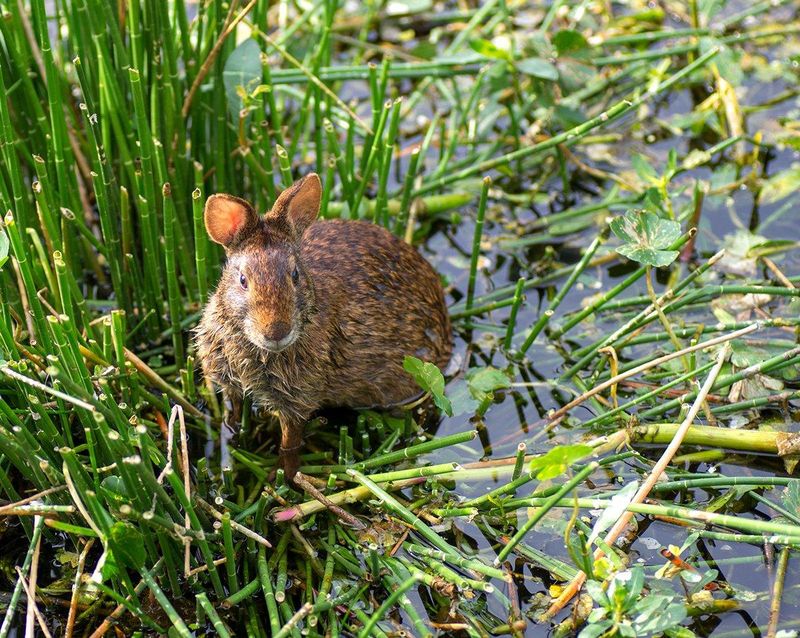 Swamp Rabbits