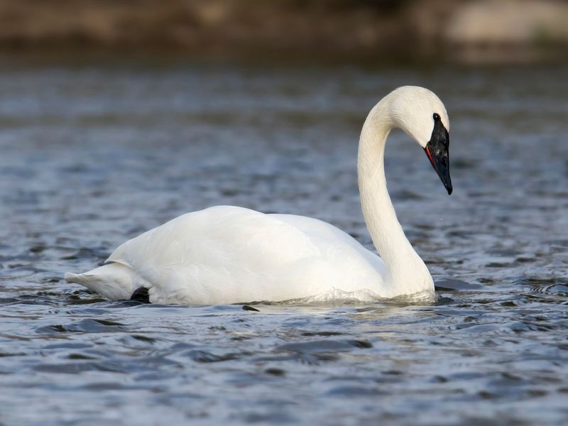 Swan