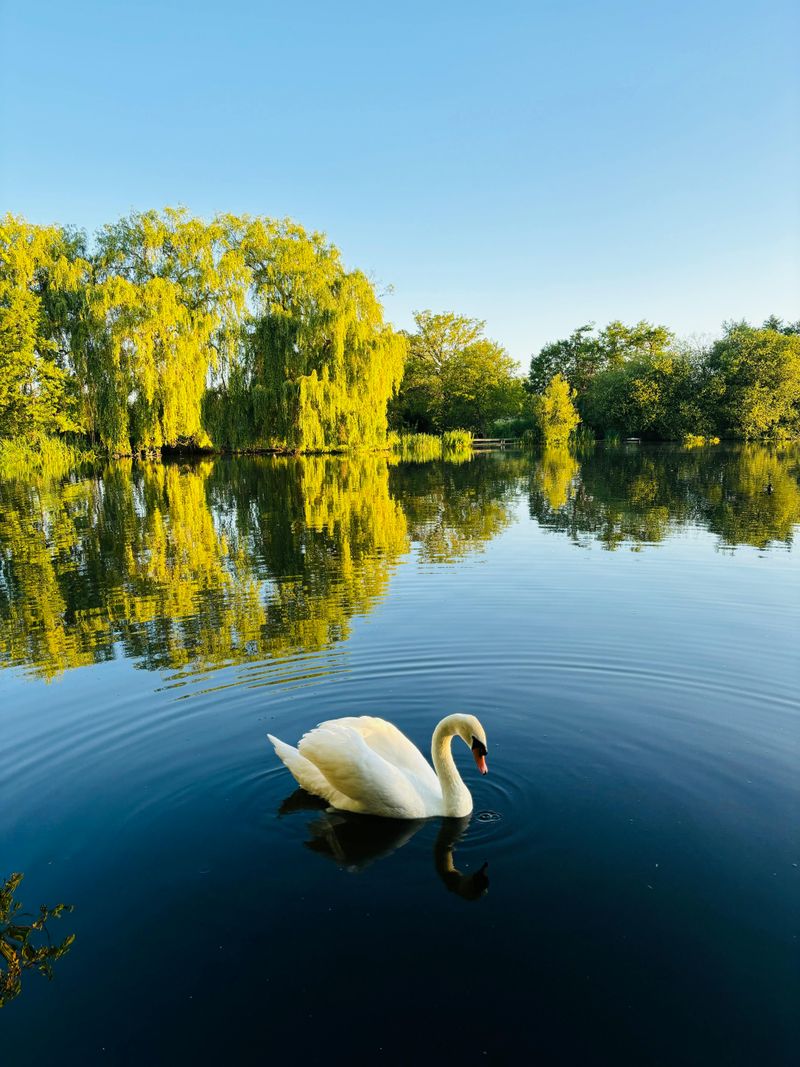 Swan Theft is Treason - UK