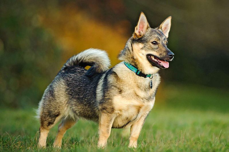 Swedish Vallhund