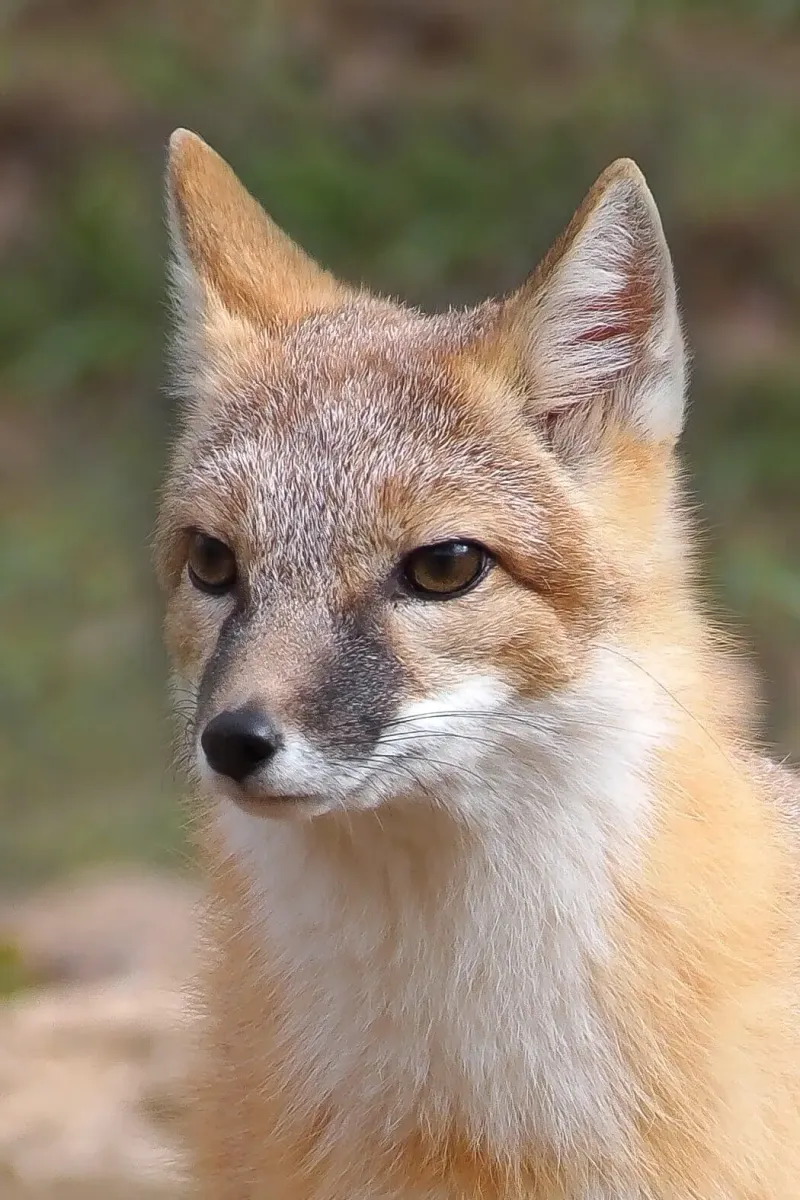 Swift Fox