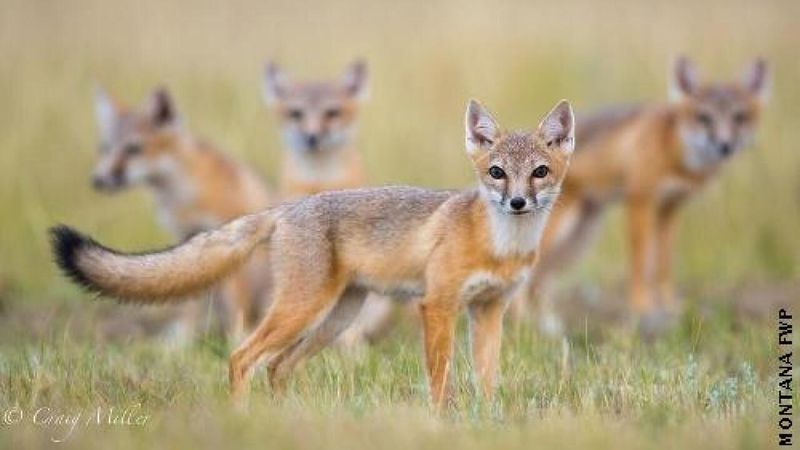 Swift Fox