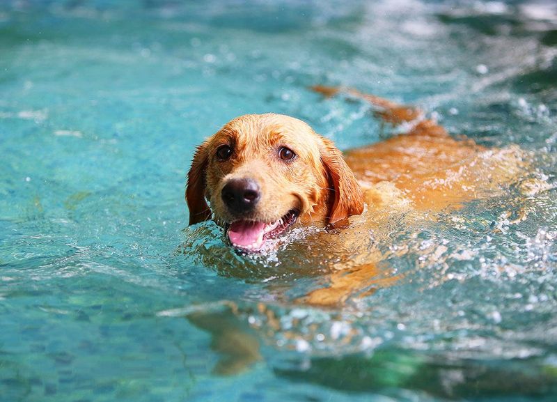 Swimming Fun