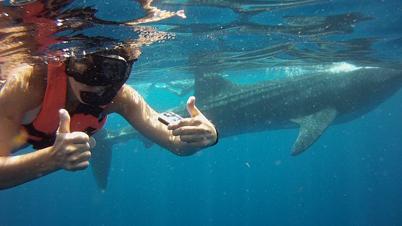 Swimming with Whale Sharks in Mexico