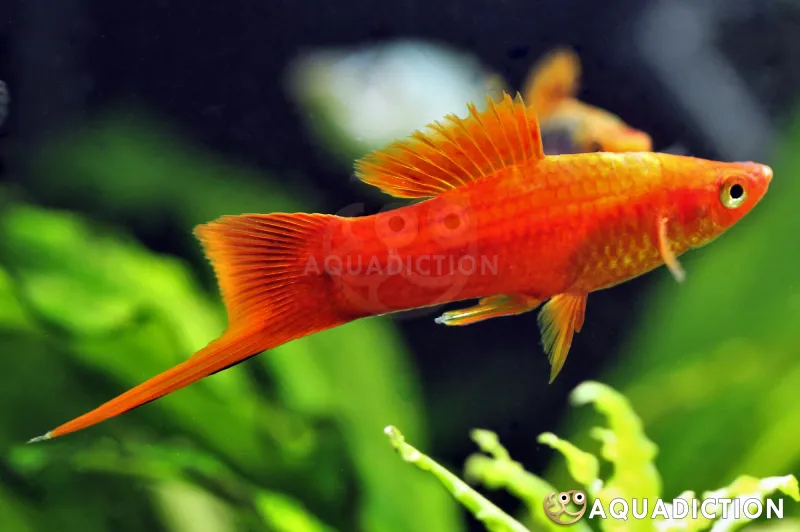 Swordtail Fish