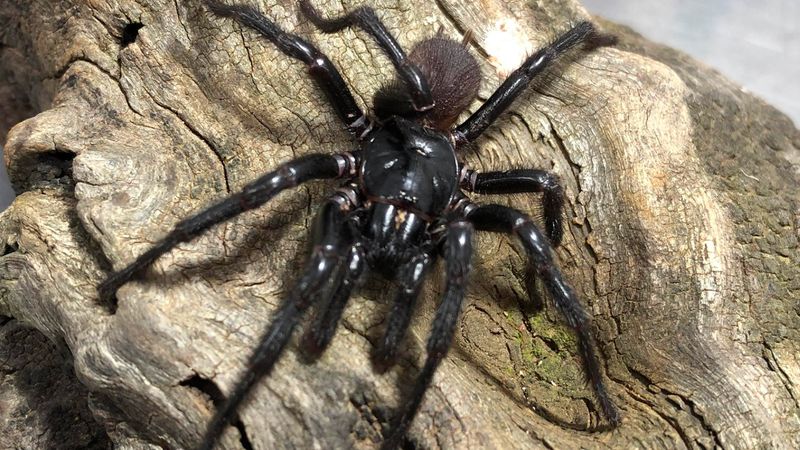 Sydney Funnel-Web Spider