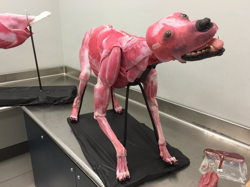 SynDaver Labs' Synthetic Dog