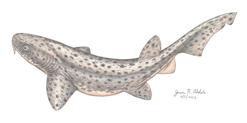 Synechodus dubrisiensis