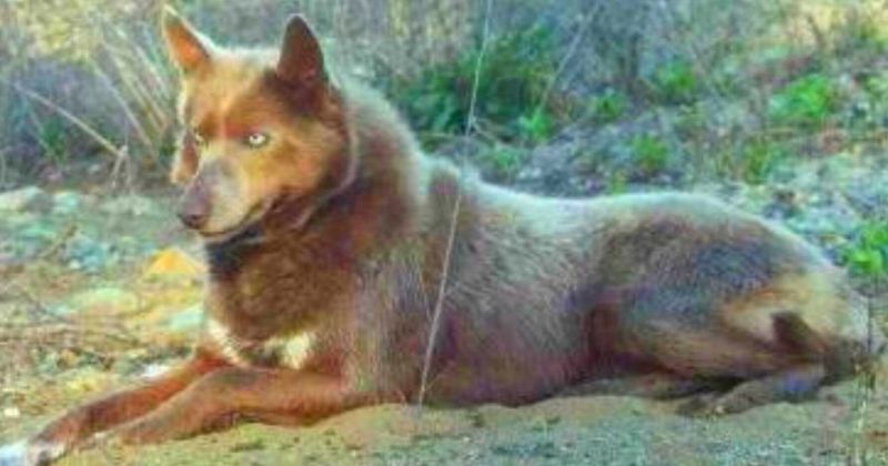 Tahltan Bear Dog