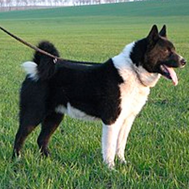 Tahltan Bear Dog