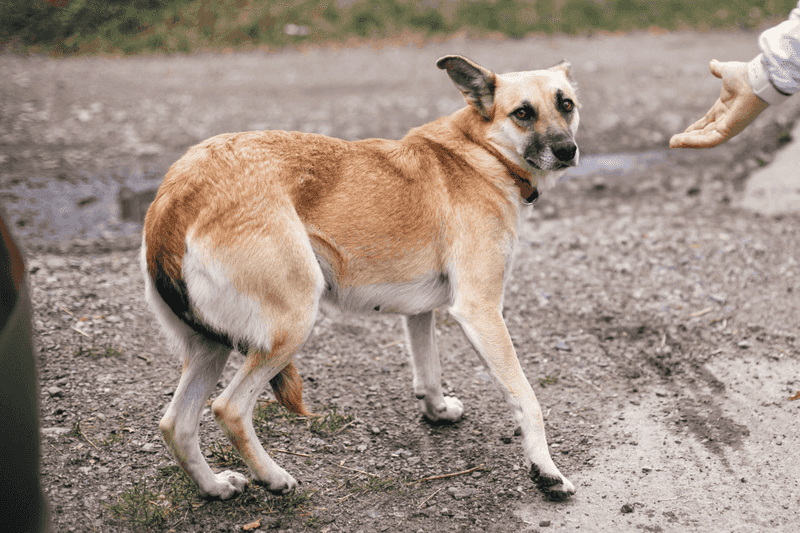 Tail Between Legs