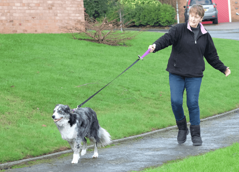 Taking the Lead on Walks