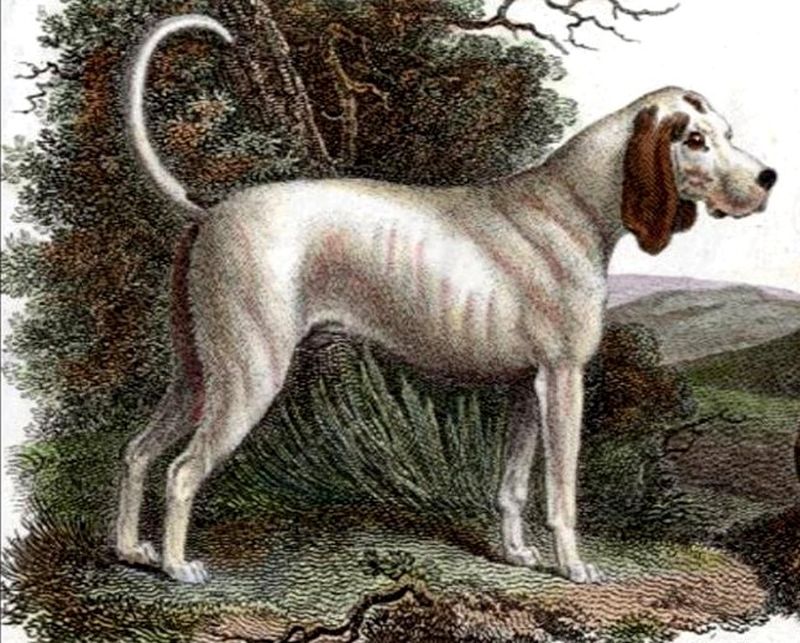 Talbot Hound