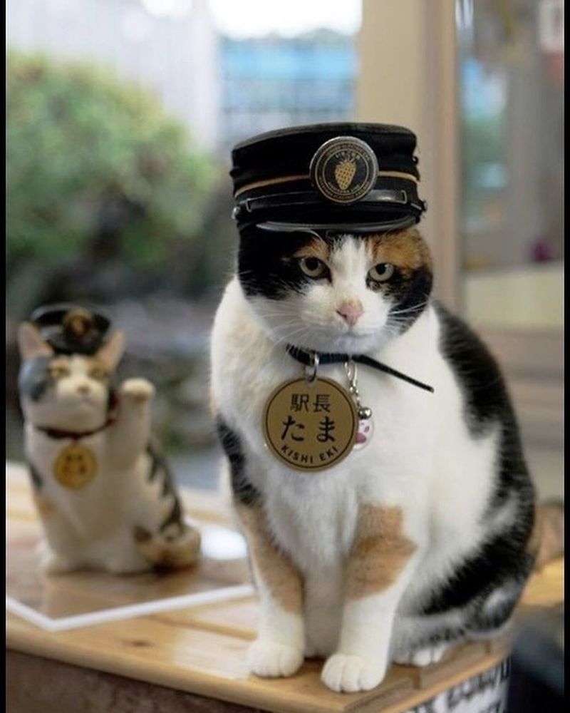 Tama the Stationmaster Cat