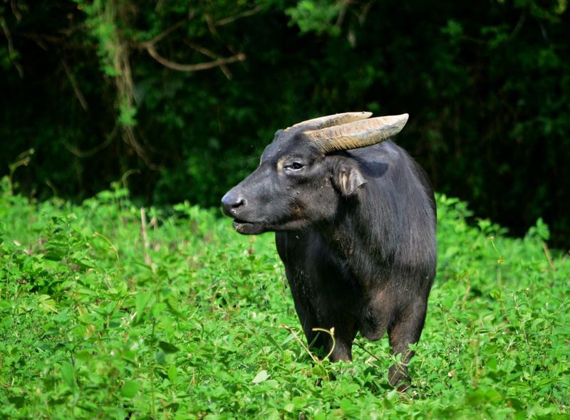 Tamaraw