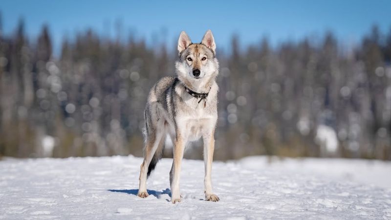 Tamaskan Dog