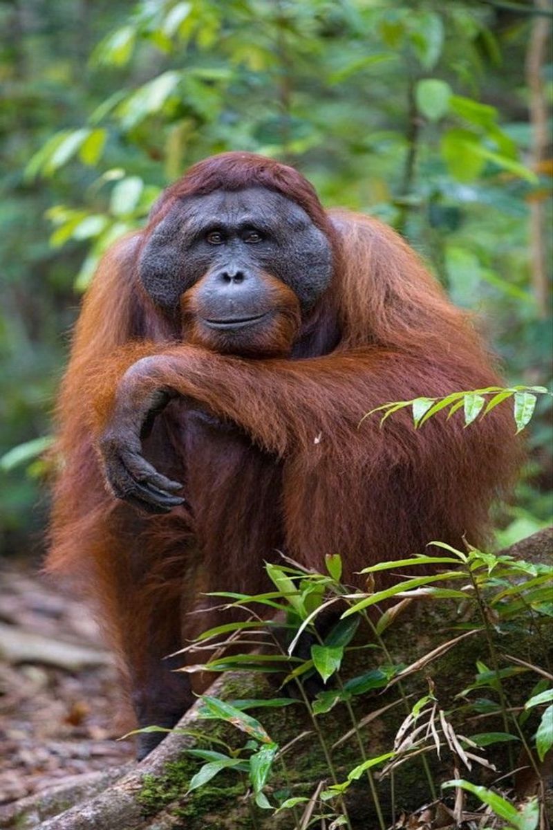 Tapanuli Orangutan