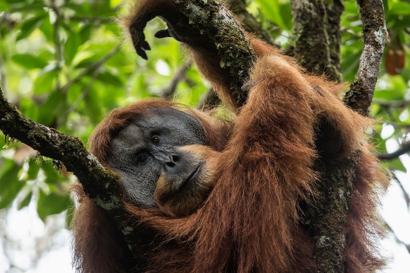 Tapanuli Orangutan