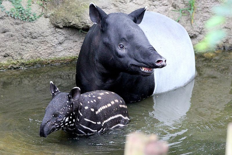 Tapir