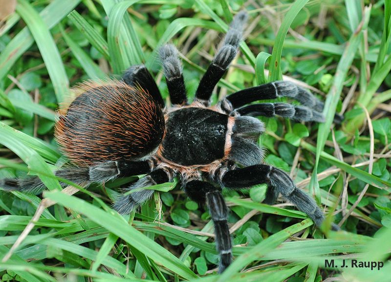 Tarantula