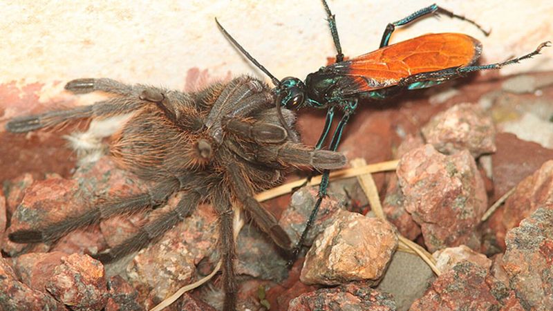 Tarantula Hawk Spider