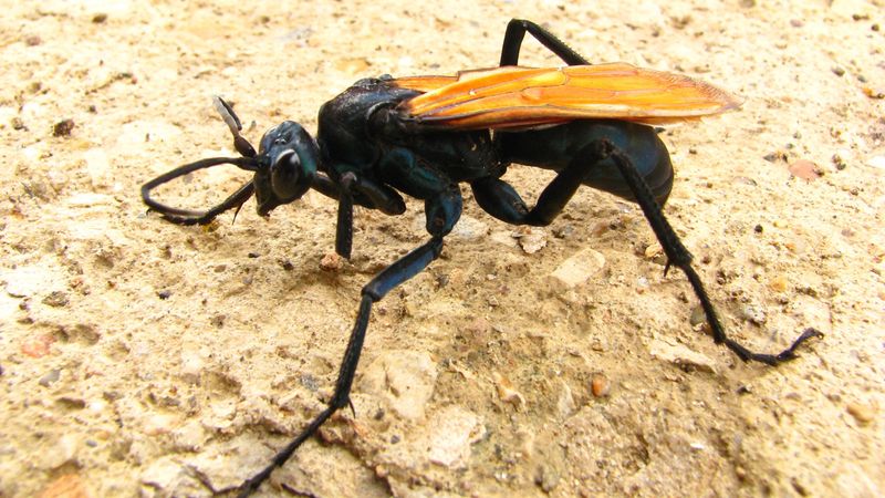 Tarantula Hawk Wasp