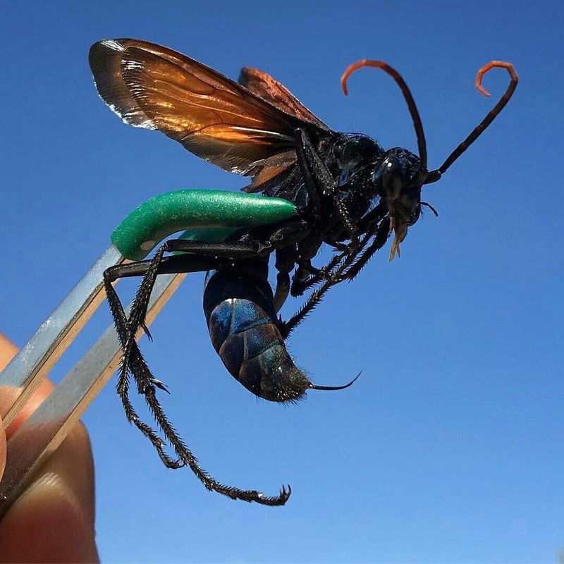 Tarantula Hawk Wasp