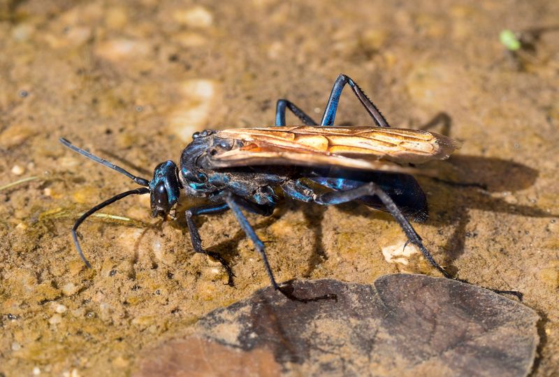 Tarantula Hawk Wasp