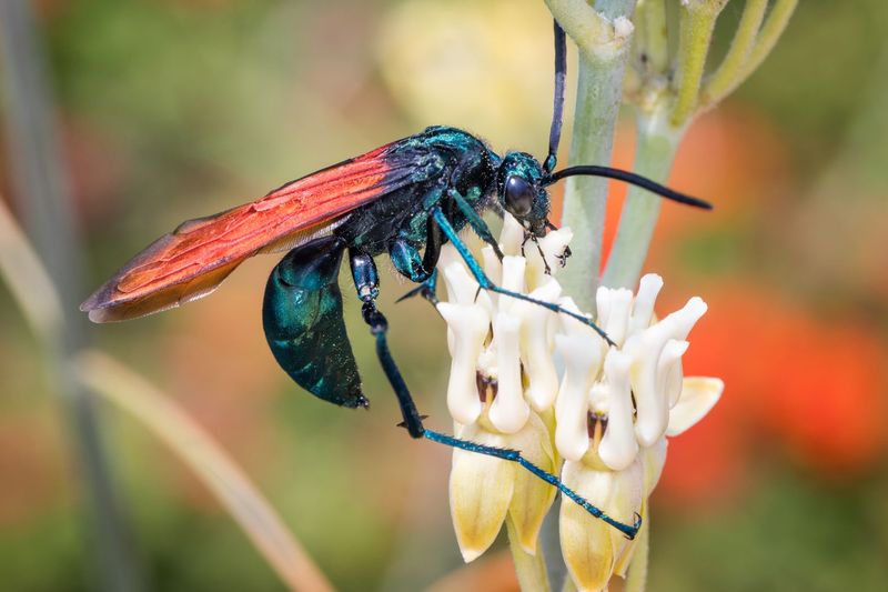 Tarantula Hawk Wasp