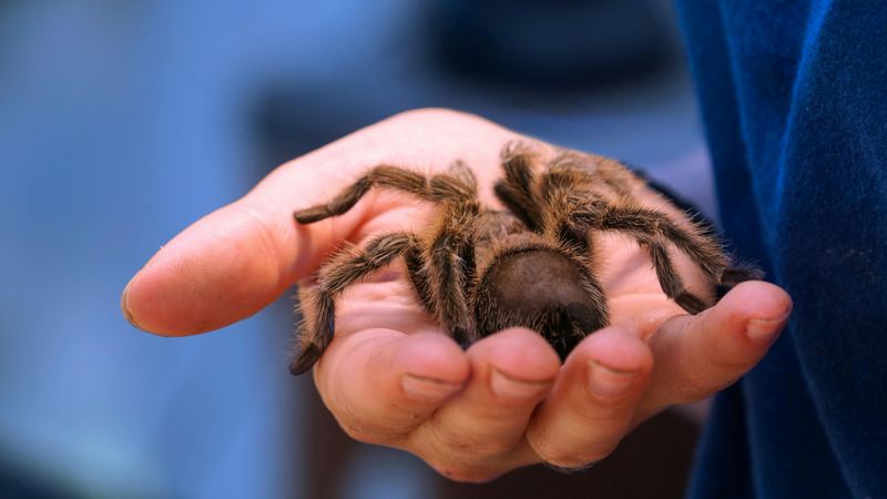 Tarantulas