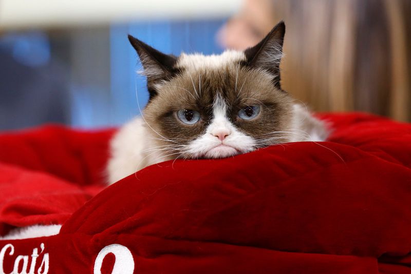 Tardar Sauce (Grumpy Cat)